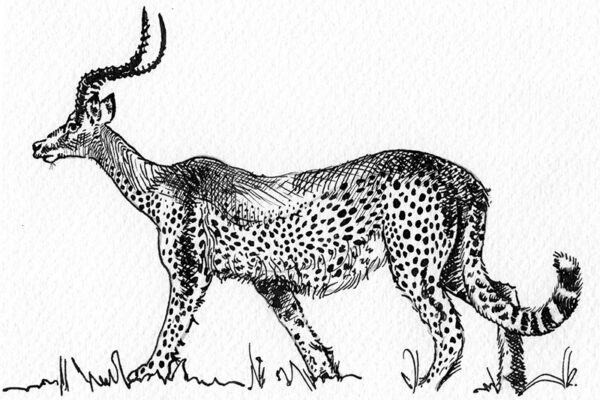 animaux_zarbis780 animaux_zarbis780